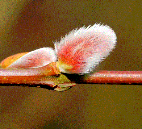 Pink Pussy Willow