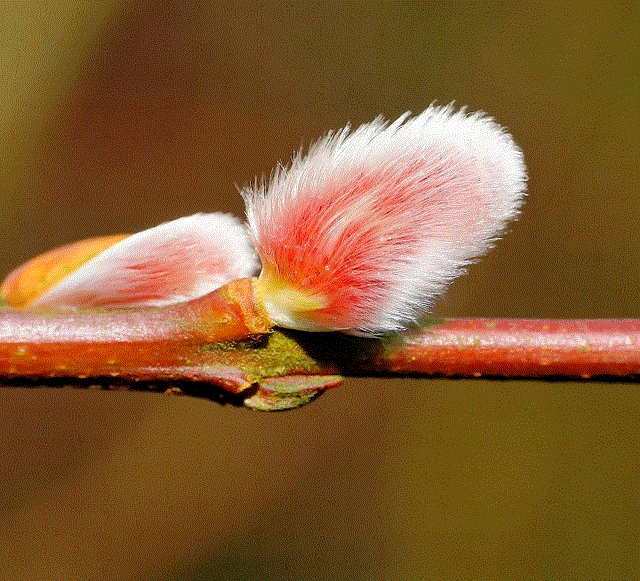 Pink Pussy Willow