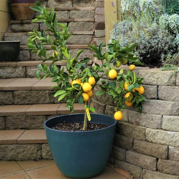 Improved Dwarf Meyer Lemon Trees