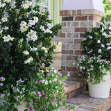 Diamond Spire&trade; Gardenia