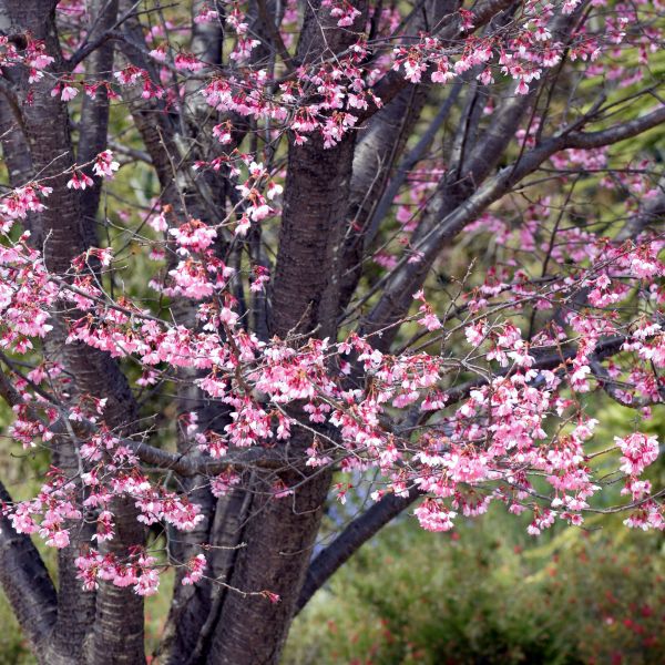 Okame Cherry Tree