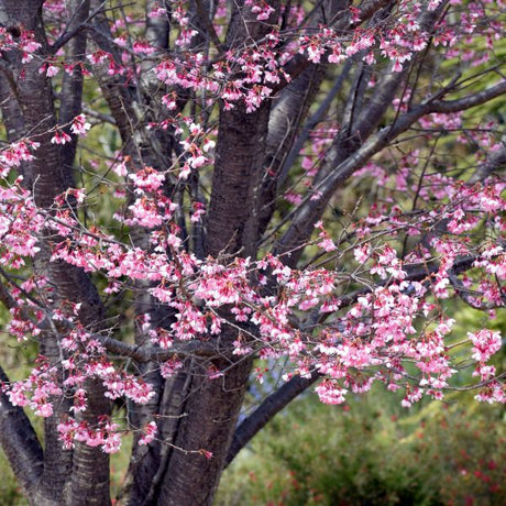 Okame Cherry Tree