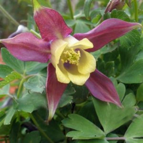 Blackcurrant Ice Columbine