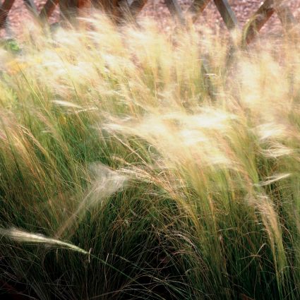 Mexican Feather Grass