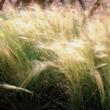 Mexican Feather Grass