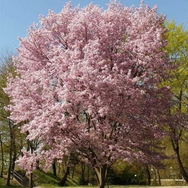 Autumn Blooming Cherry