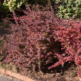 Rose Glow Barberry