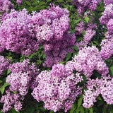 Persian Lilac