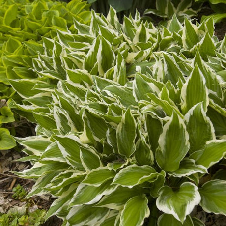 Hosta Albomarginata