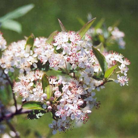 Upright Red Chokeberry