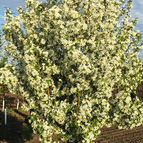 Starlite® Crabapple Tree