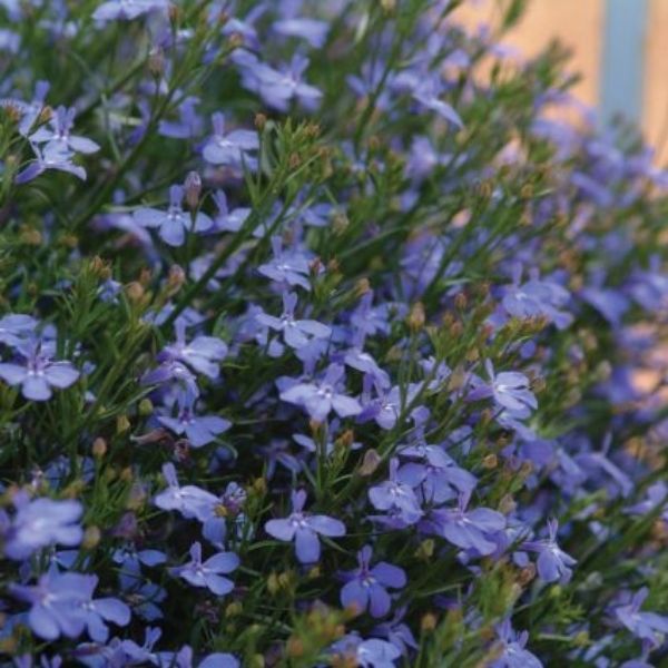 Laguna Compact Blue with Eye Lobelia