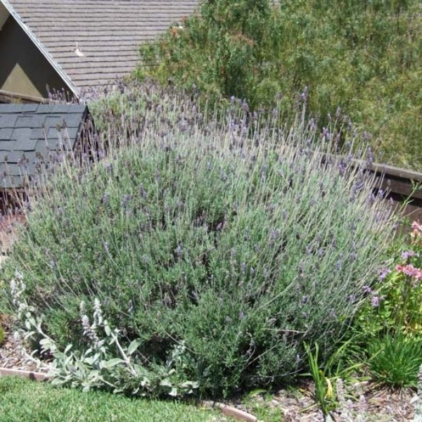 French Lavender