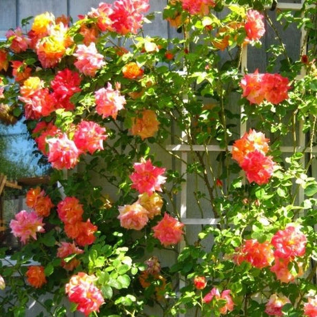 Joseph's Coat Climbing Rose