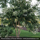 Proven Winner&reg; Color Choice&reg; Temple of Bloom&reg; Heptacodium