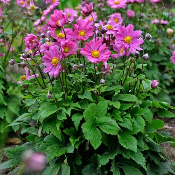 Curtain Call Deep Rose Japanese Anemone