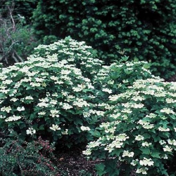 Hahs Viburnum