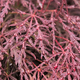 Inaba Shidare Japanese Maple