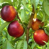 Independence Nectarine Tree