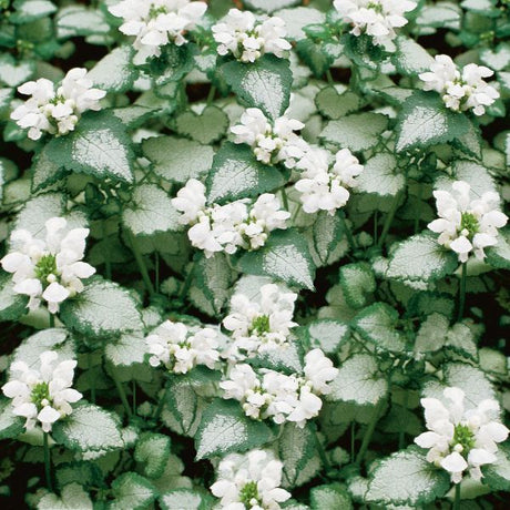 Lamium White Nancy