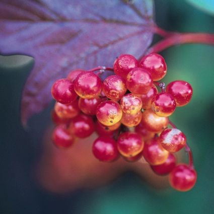 American Cranberrybush Viburnum