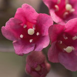 Midnight Wine&reg; Weigela