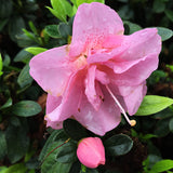 Perfecto Mundo&reg; Double Pink Reblooming Azalea