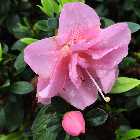 Perfecto Mundo&reg; Double Pink Reblooming Azalea