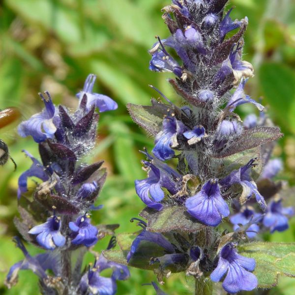 Dixie Chip Ajuga