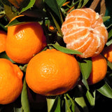 Kishu Mandarin Tree