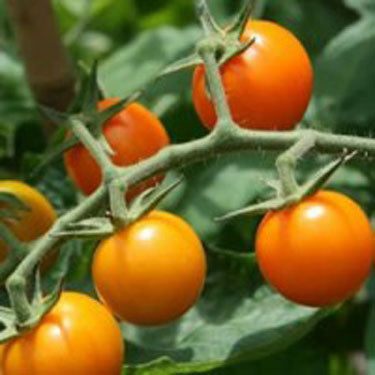 Sungold Cherry Tomato Plant