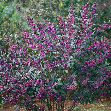 Pearl Glam&reg; Beautyberry