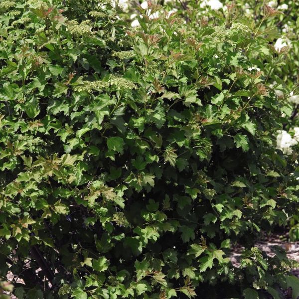 Compact European Cranberrybush Viburnum