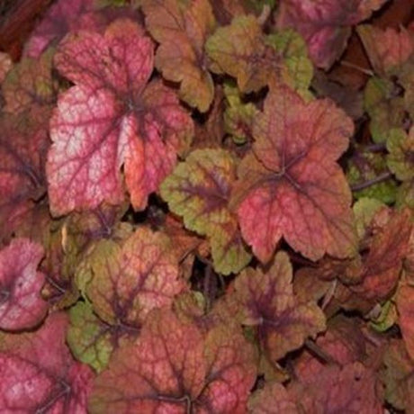 Heucherella Stoplight