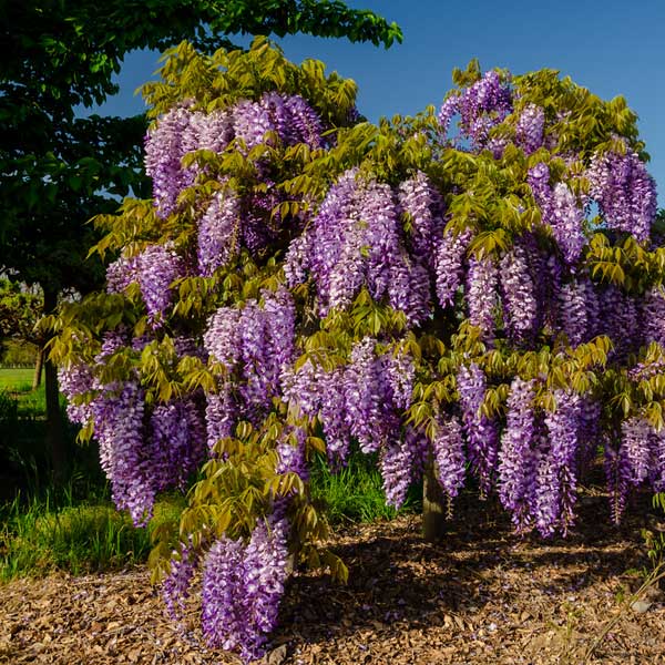 Cooke's Purple Wisteria