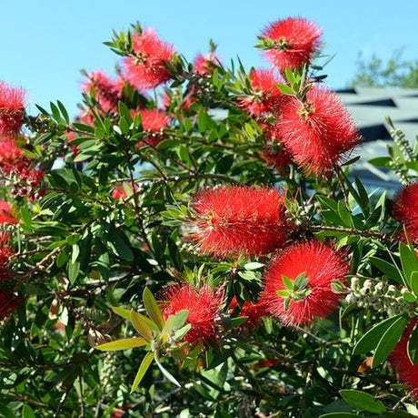 Scarlet Bottlebrush