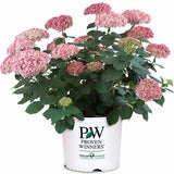 Invincibelle&reg; Spirit II Hydrangea