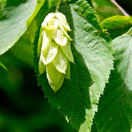 Audubon&reg; Native American Hop Hornbeam