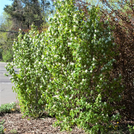 First Editions&reg; Standing Ovation&trade; Serviceberry