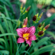 Little Grapette Daylily