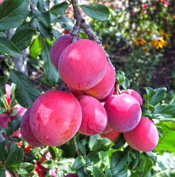 Bruce Plum Tree