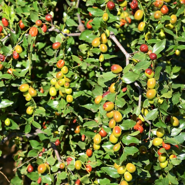 Honey Jar Jujube Tree