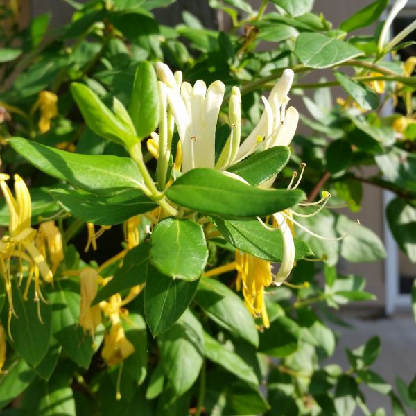 Hall's Japanese Honeysuckle