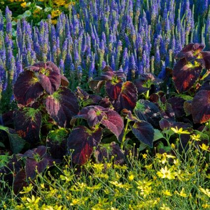 Coleus Dipt in Wine