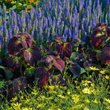 Coleus Dipt in Wine