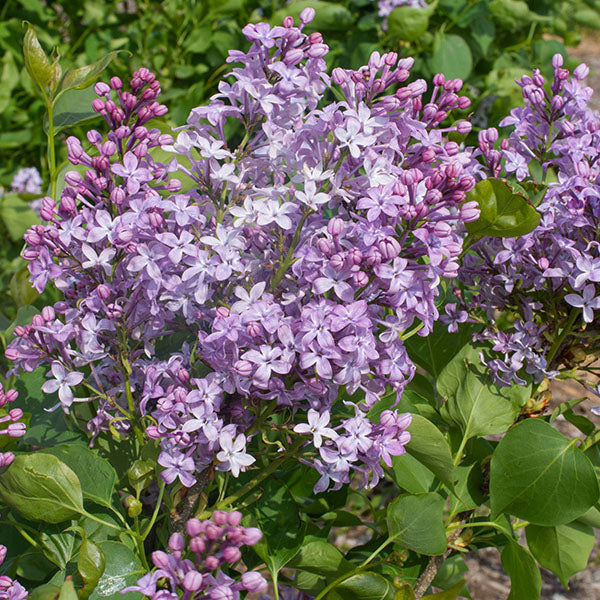 Bloomables&reg; New Age&trade; Lavender Lilac