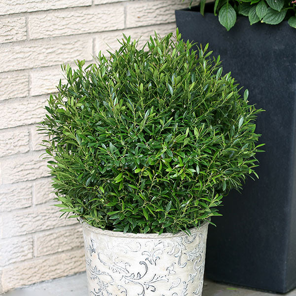 Gem Box&reg; Inkberry Holly