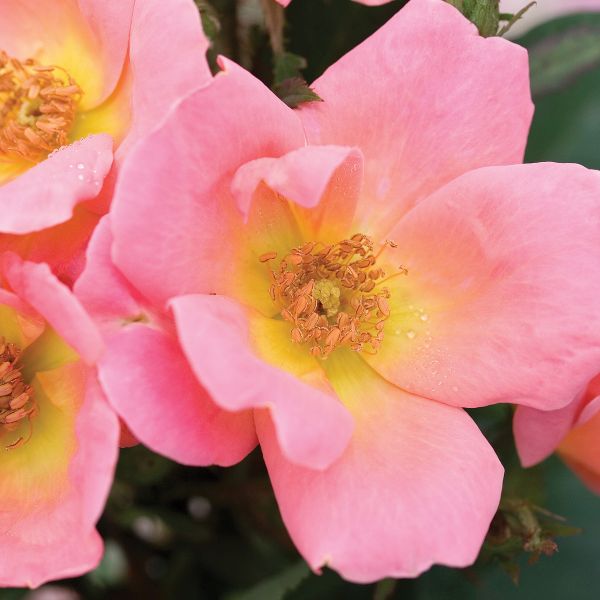 Rainbow Knock Out&reg; Rose Tree