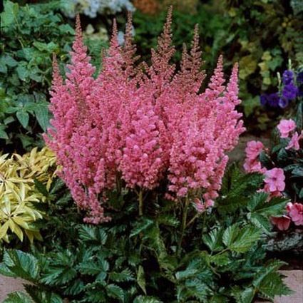 Vision in Pink Astilbe | Buy At Nature Hills Nursery