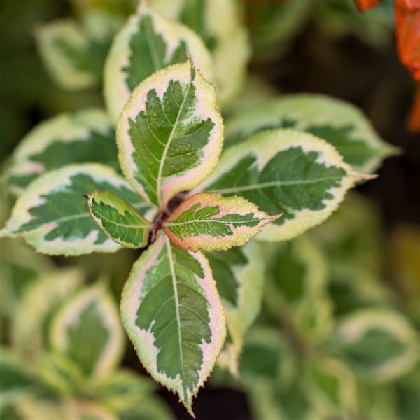 Rainbow Sensation&trade; Weigela